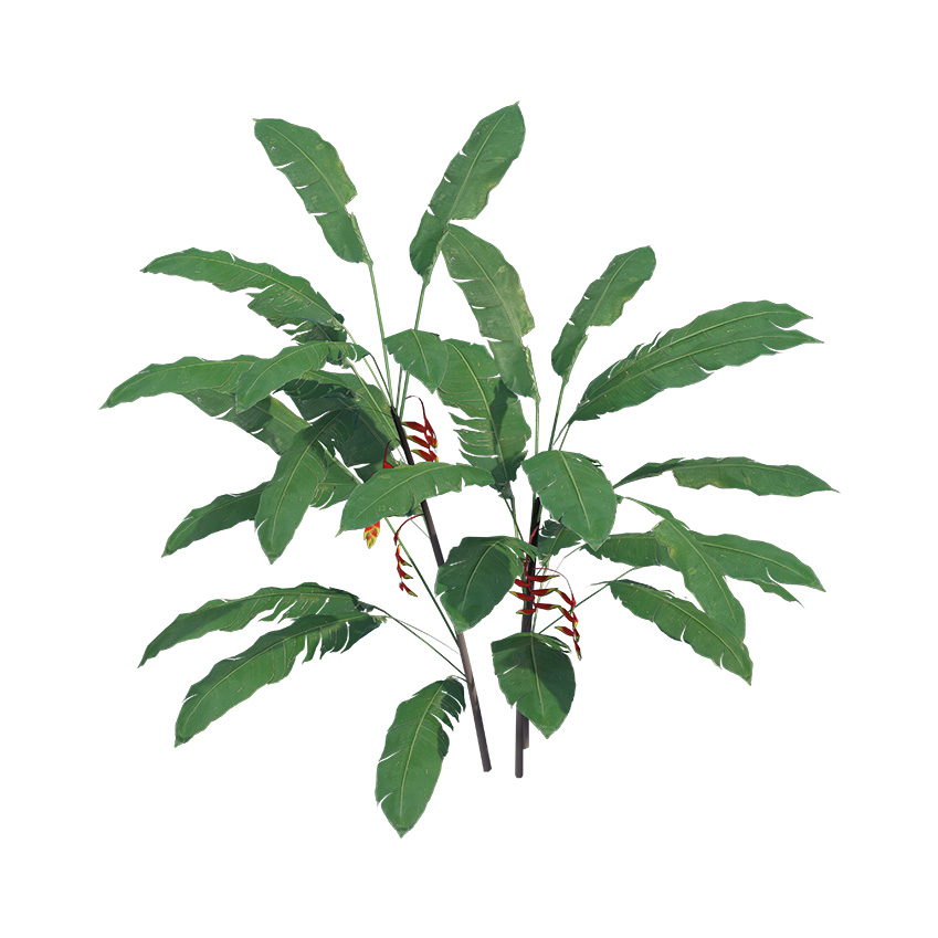 Heliconia - Heliconia